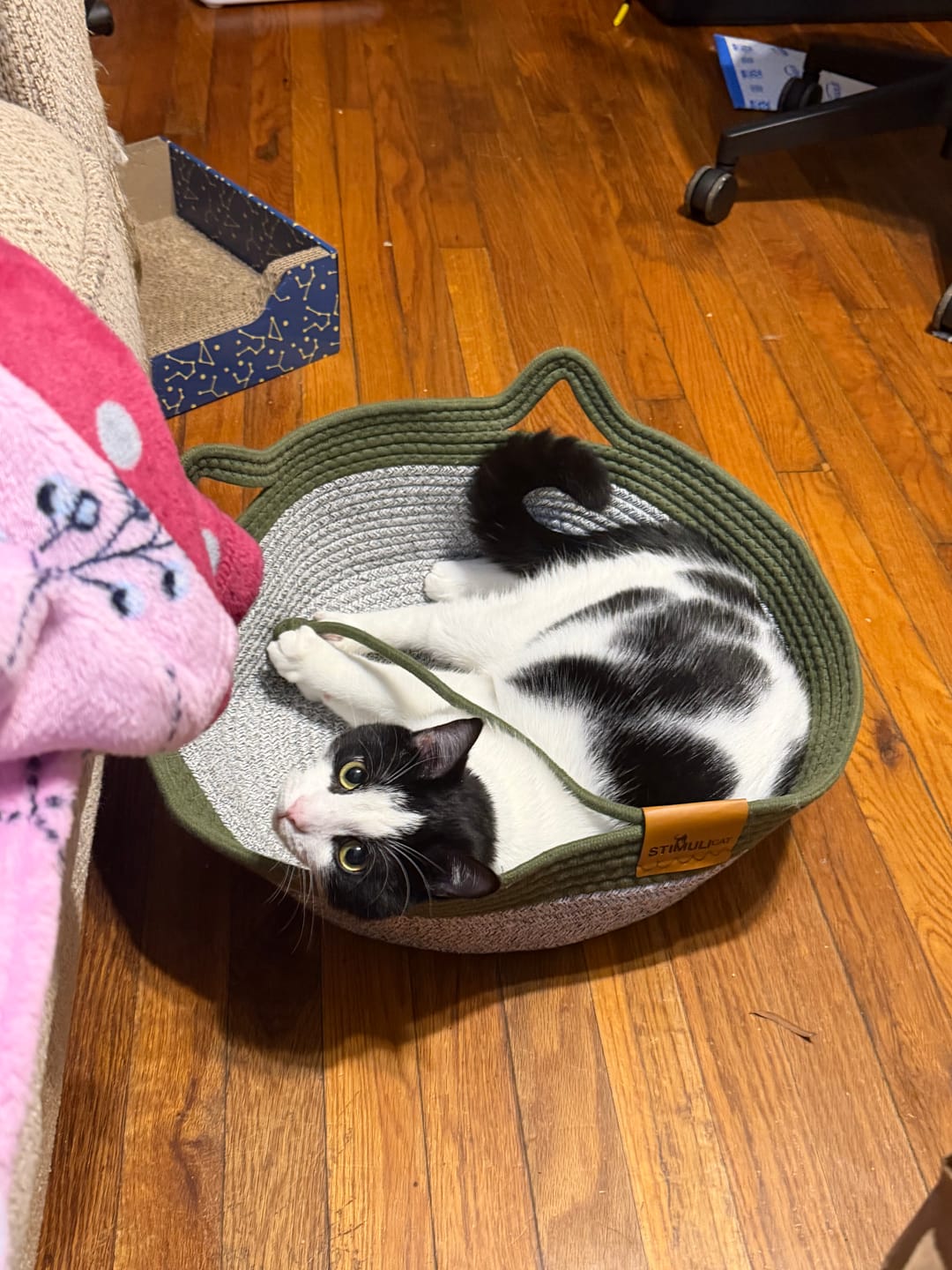 Customer photo review of Instinct Basket | Meet the first research-backed natural territory for indoor cats