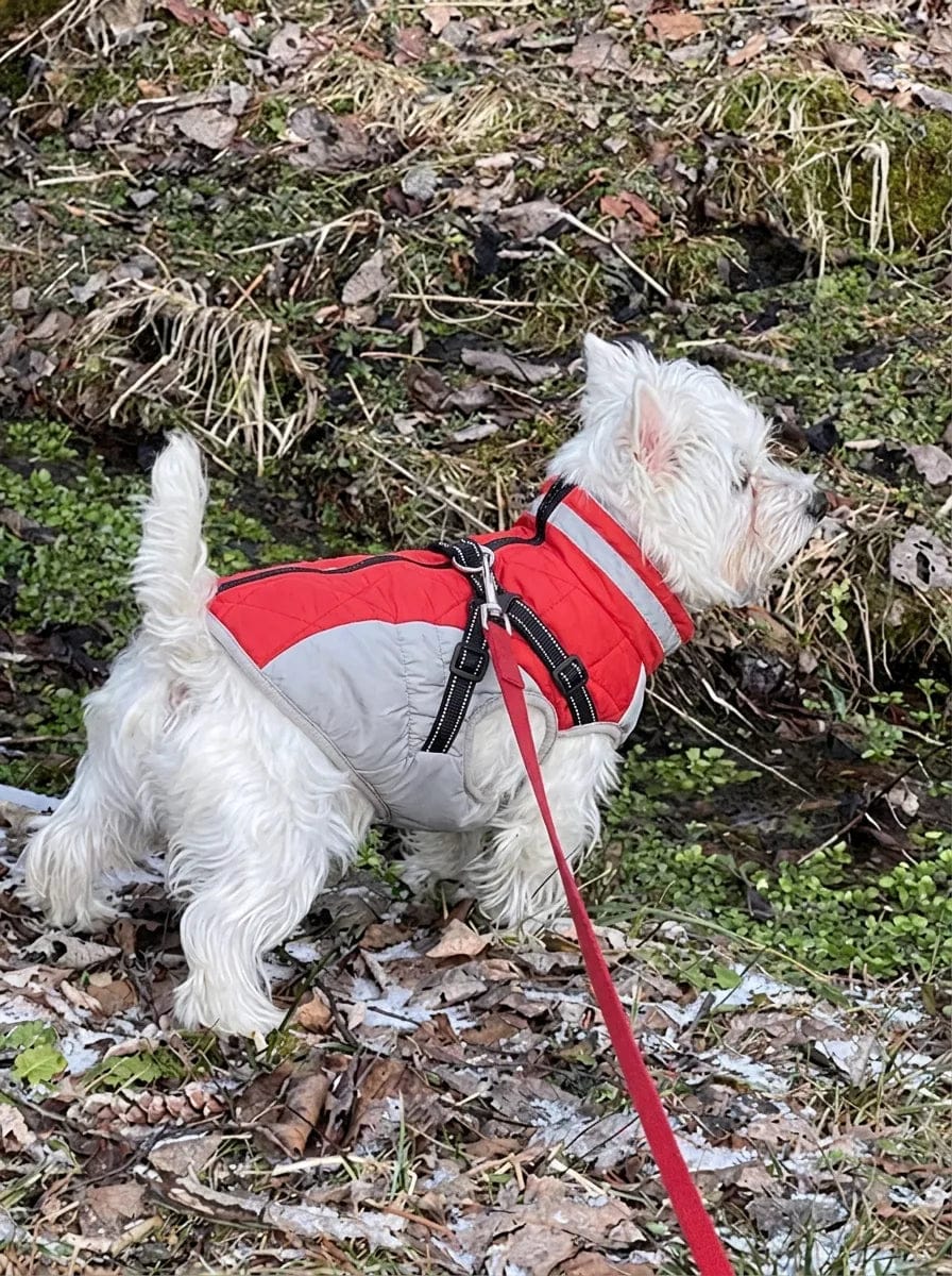 Customer photo review of Manteau imperméable pour chien Dog Trotter