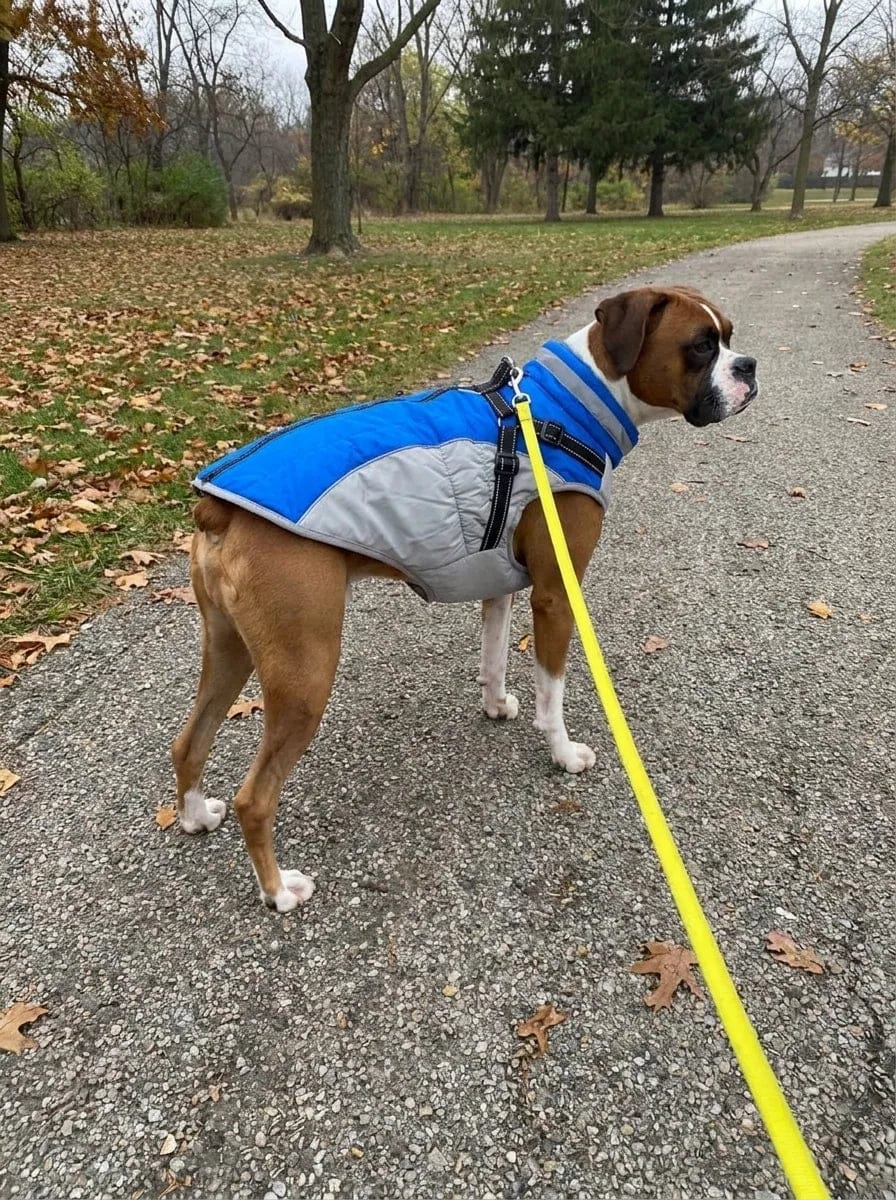 Customer photo review of Manteau imperméable pour chien Dog Trotter