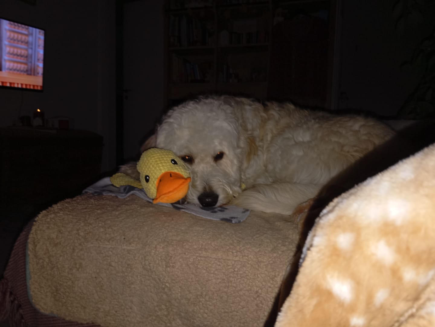 Customer photo review of Plüschente Hundespielzeug – zum Kauen und Spielen