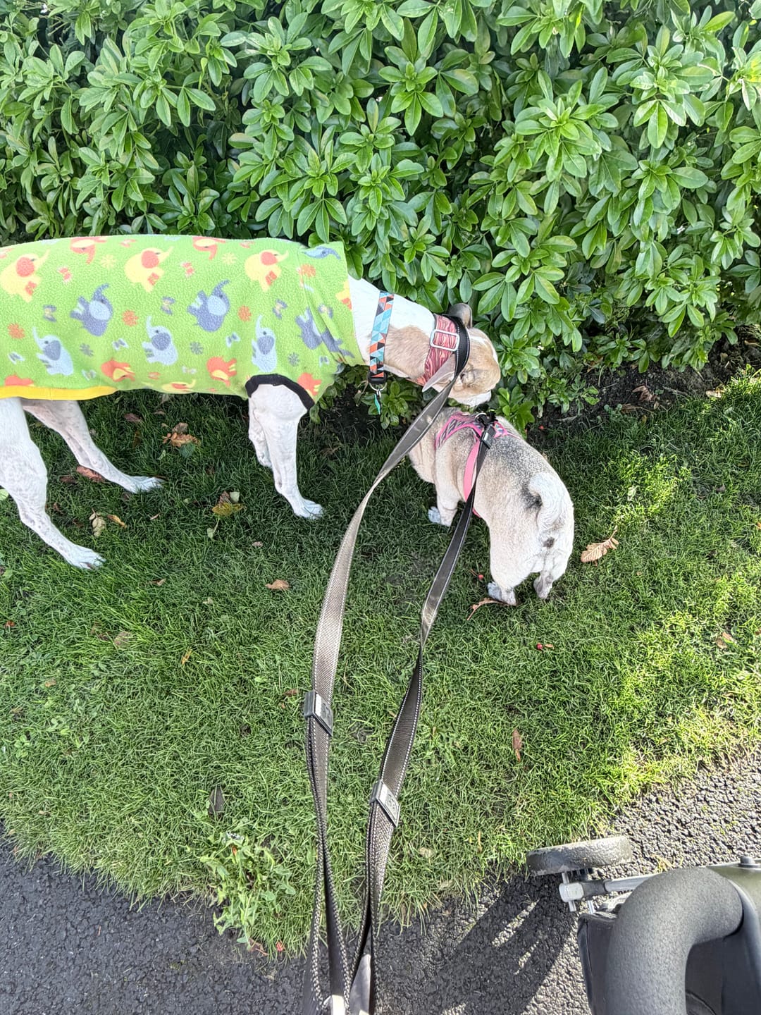 Customer photo review of City Dual Leash (Walk Two Dogs)