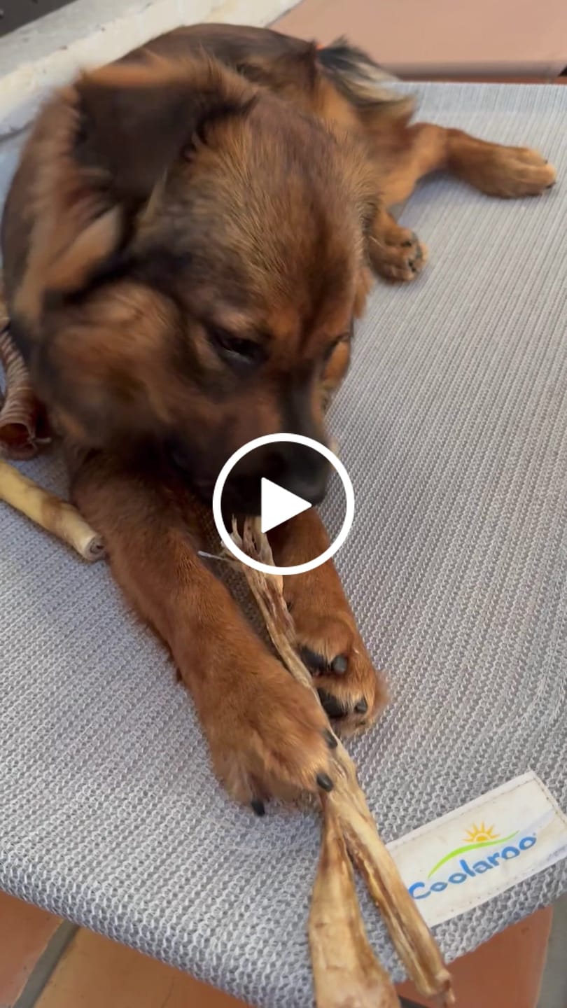 Customer video review of Ostrich Long Tendon (16" x 2.5" x 1"): The Satisfying, All-Natural Chew for Dental Health & Joint Support