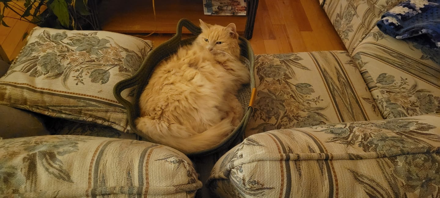 Customer photo review of Instinct Basket | Meet the first research-backed natural territory for indoor cats