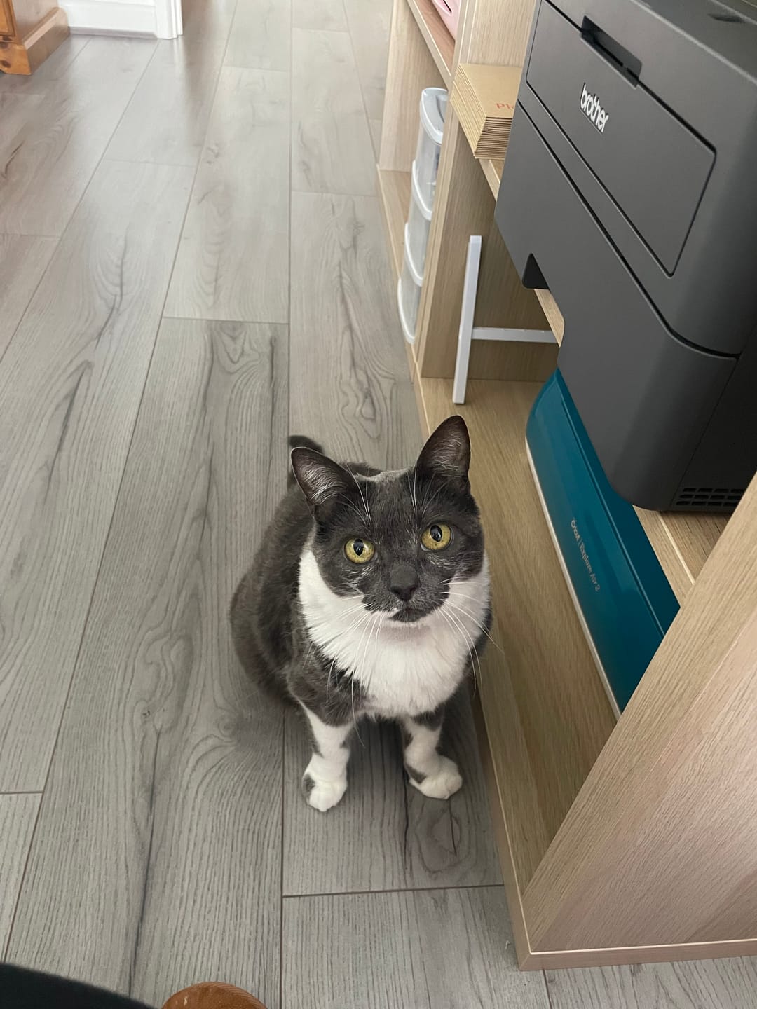 Customer photo review of Fit Litter ECO
