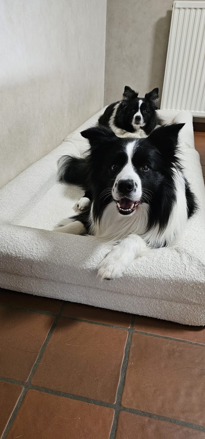 Customer photo review of Pet Perfect BonoBed