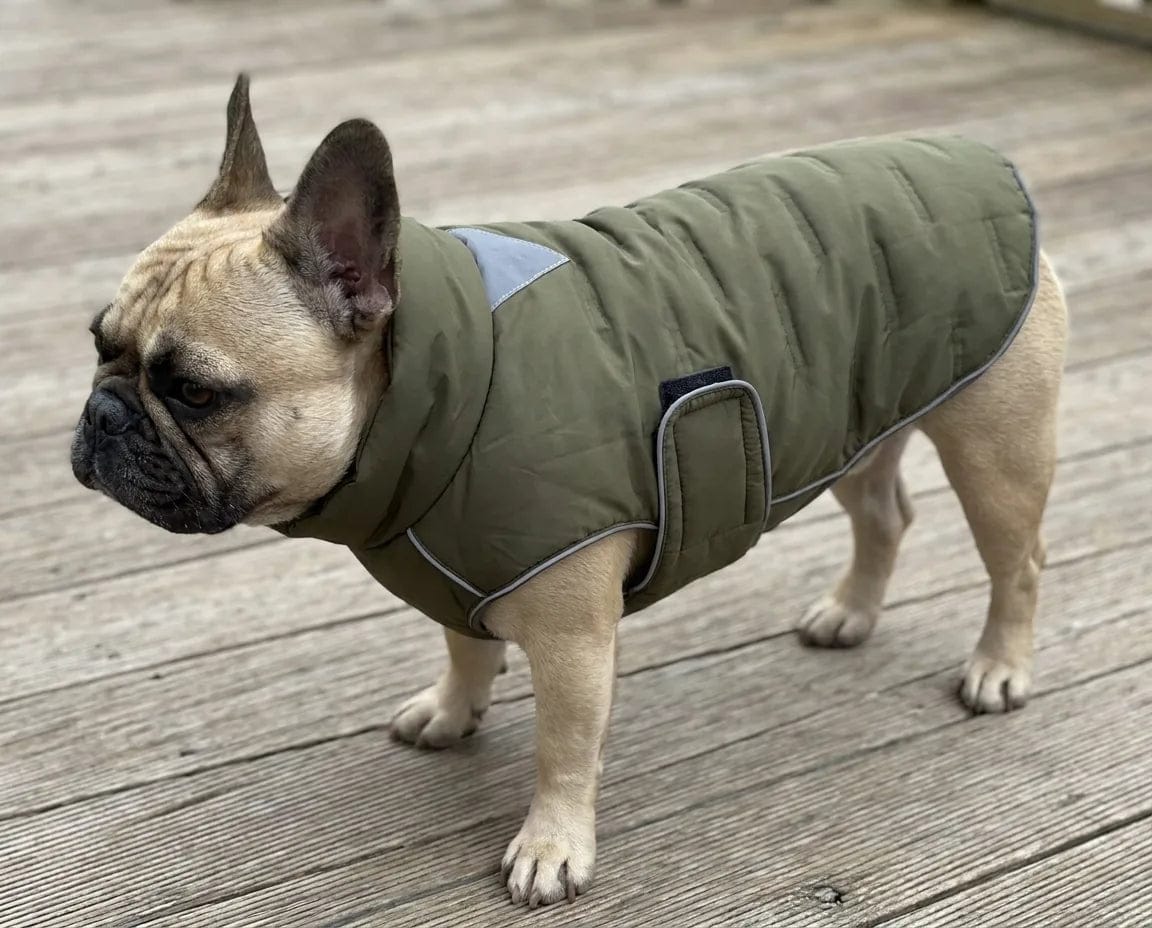 Customer photo review of Doudoune matelassée pour chien Dog Trotter