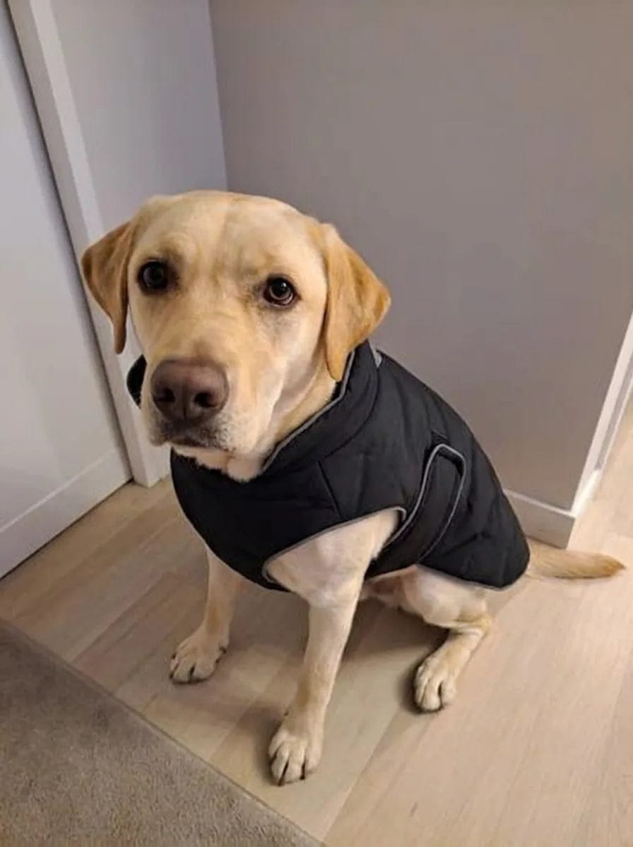 Customer photo review of Doudoune matelassée pour chien Dog Trotter