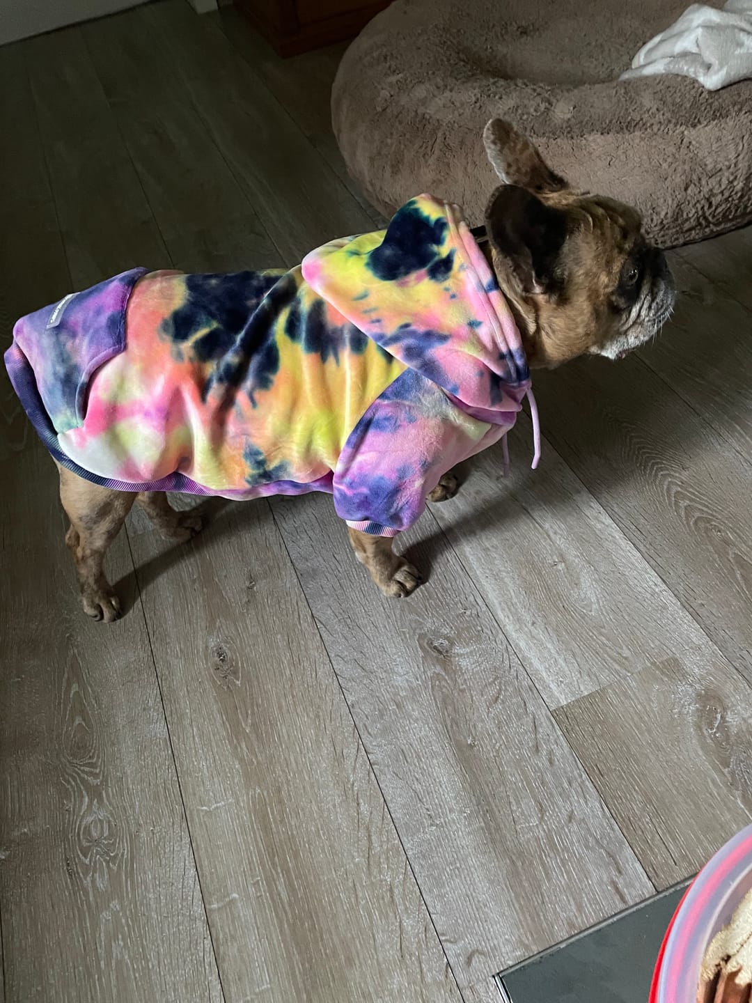 Customer photo review of Velvet Dog Hoodie - Berry Lemonade