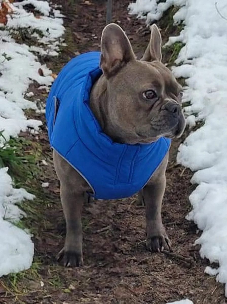 Customer photo review of Doudoune matelassée pour chien Dog Trotter