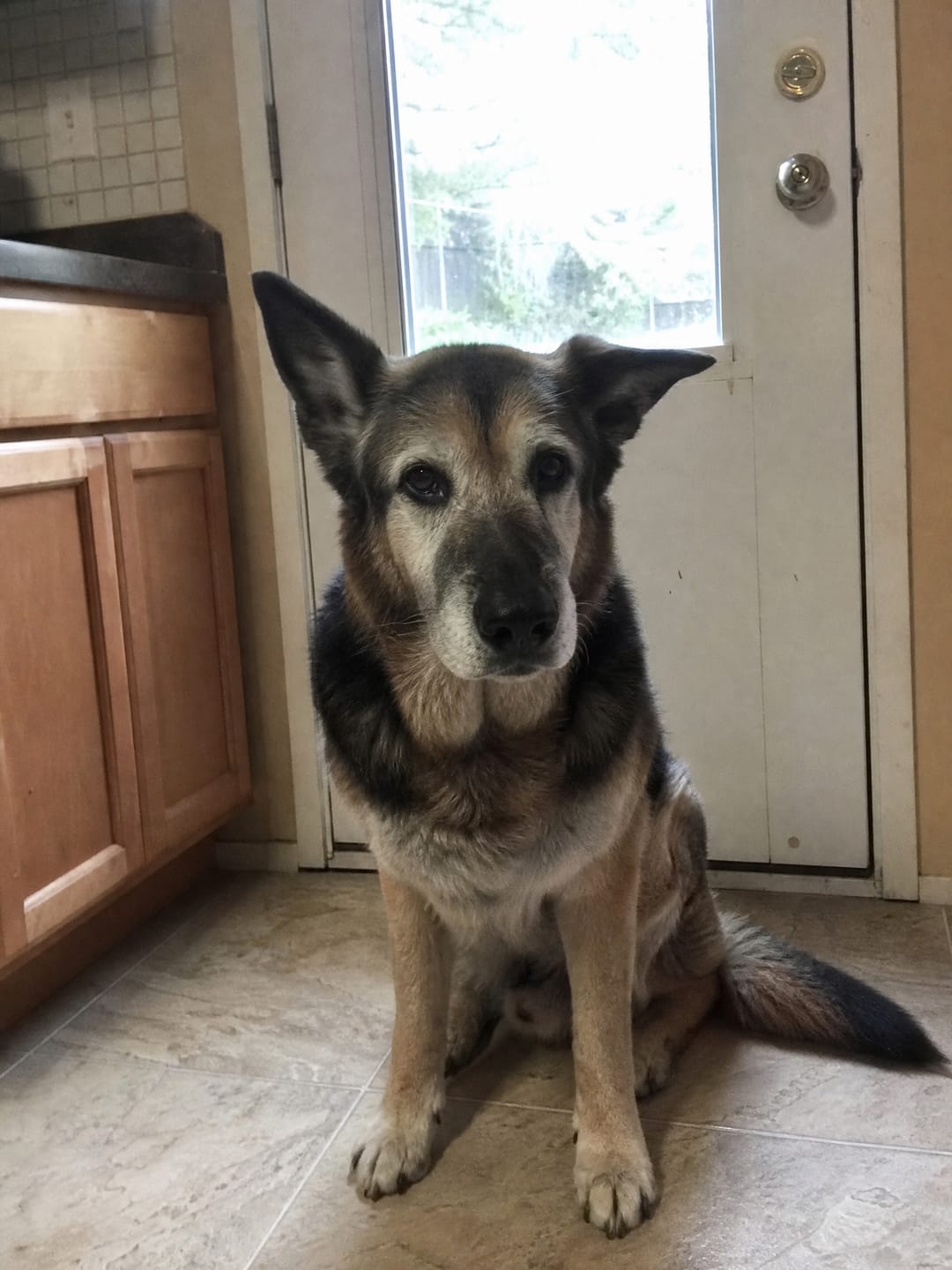 Customer photo review of Deep Sleep Chews for Accidents