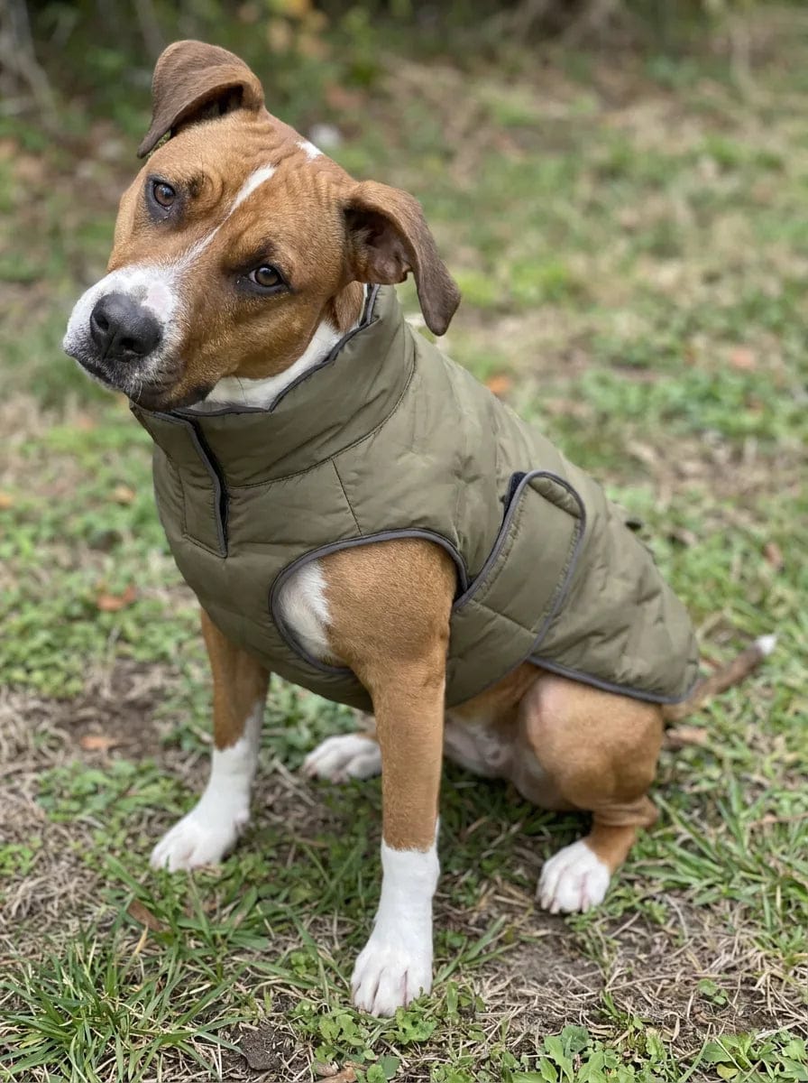 Customer photo review of Doudoune matelassée pour chien Dog Trotter