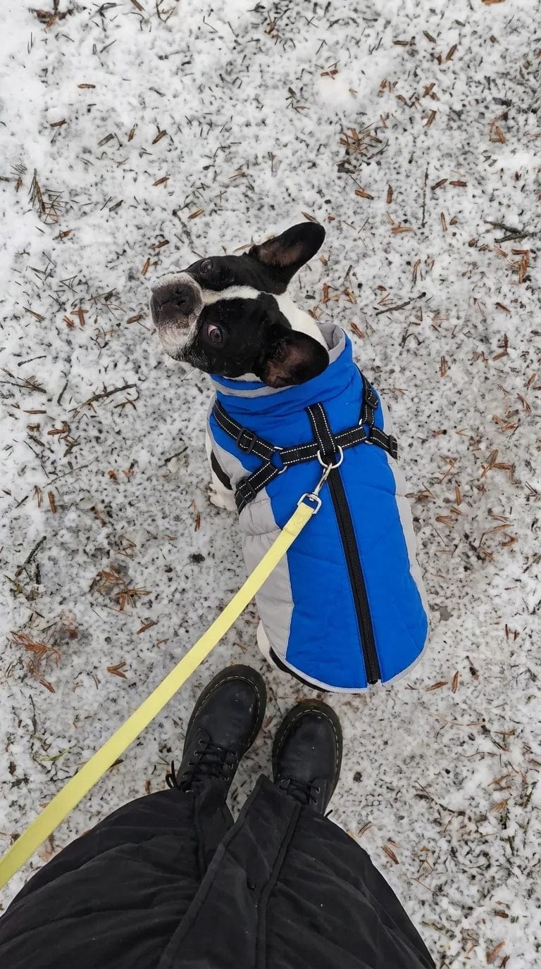 Customer photo review of Manteau imperméable pour chien Dog Trotter