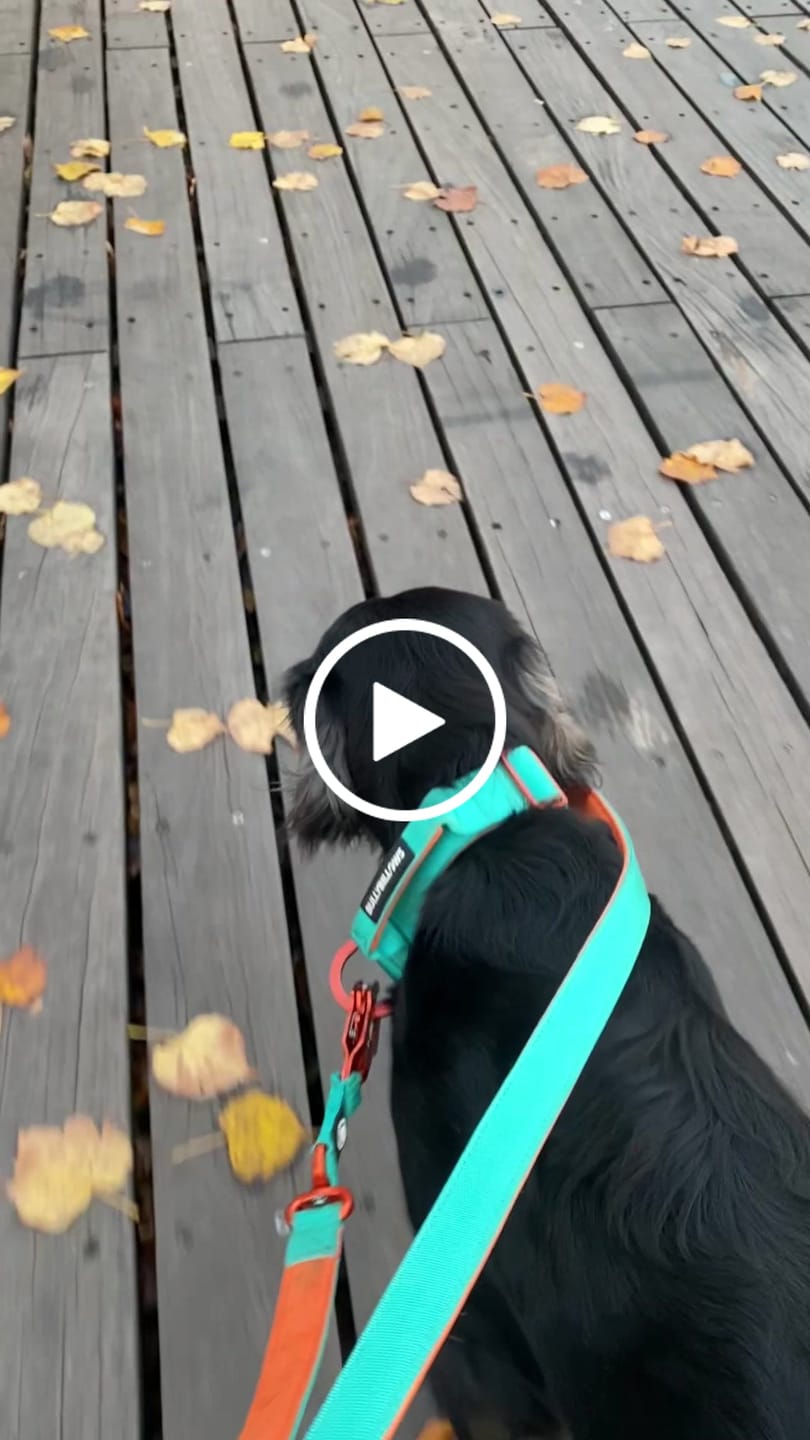 Customer video review of 4cm LIGHTER Combat® Collar | With Handle & Secure Clip - Turquoise & Orange