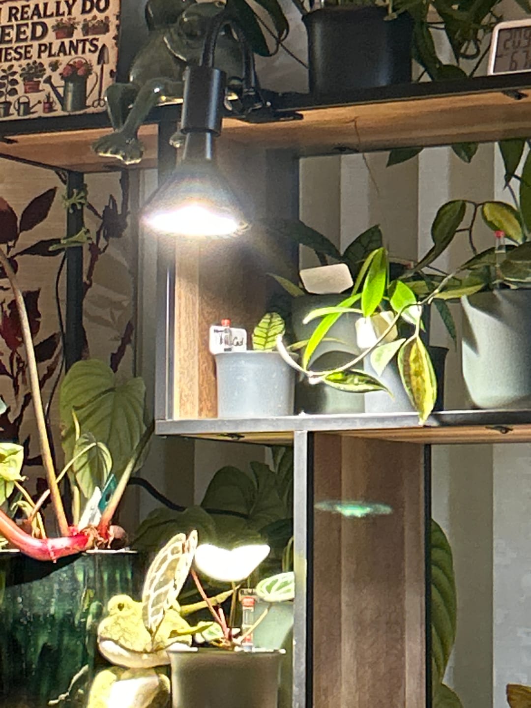 Customer photo review of Pianta 30 Grow Light LED Bulb