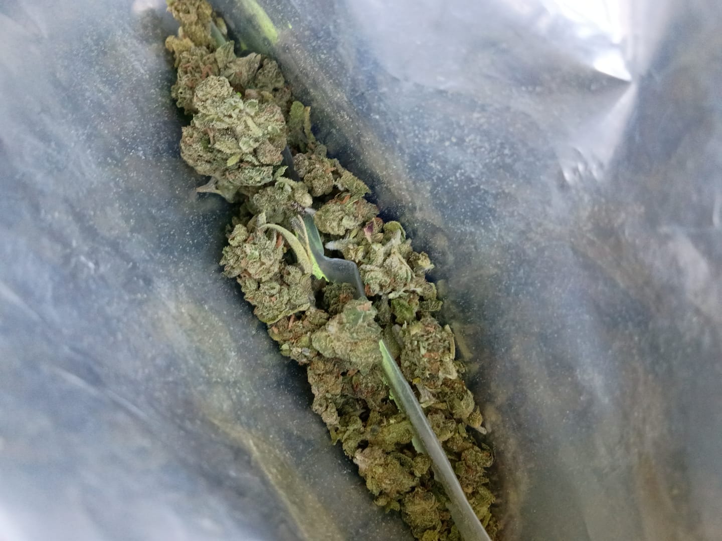 Customer photo review of THCA Queen