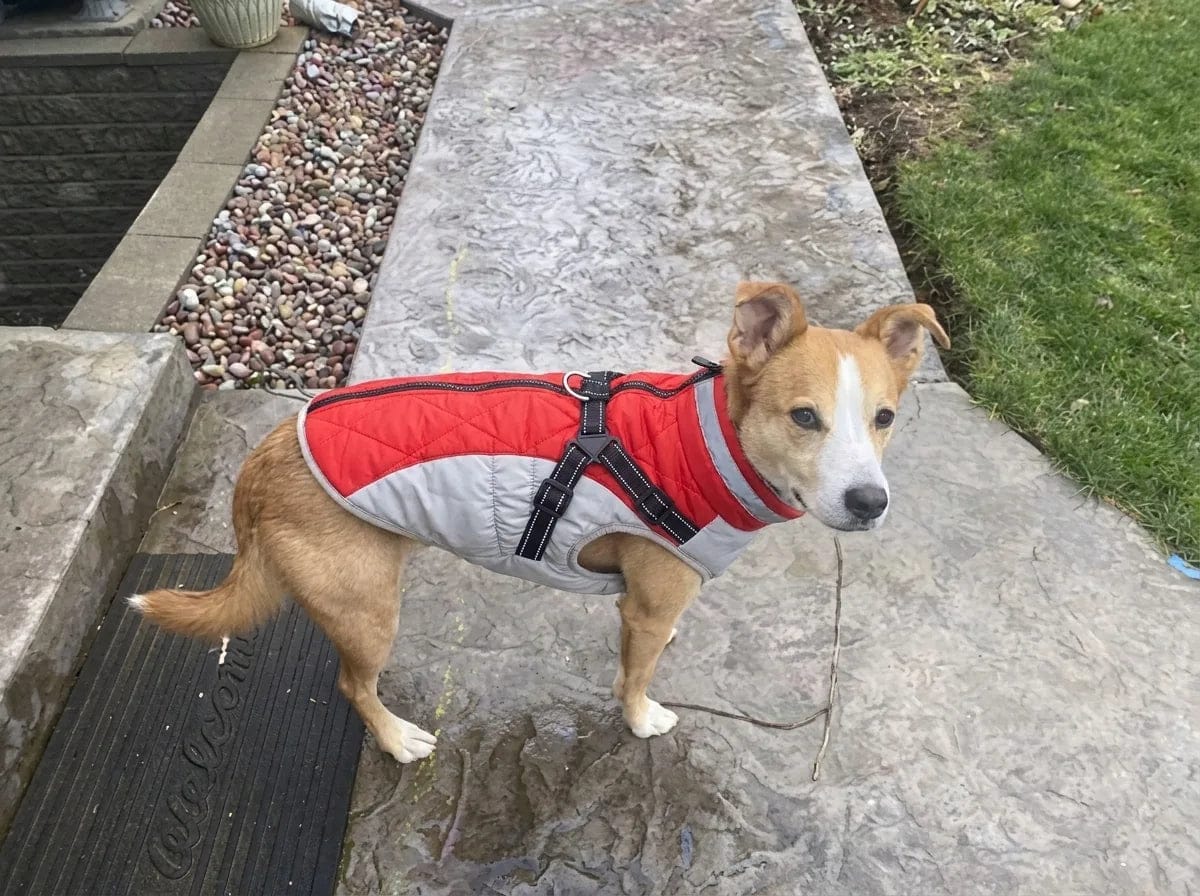 Customer photo review of Manteau imperméable pour chien Dog Trotter