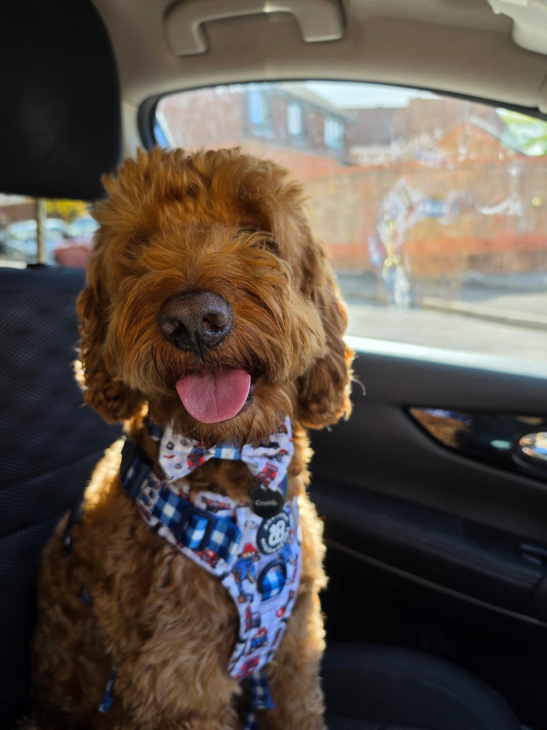Customer photo review of Paddington™ Collar - London