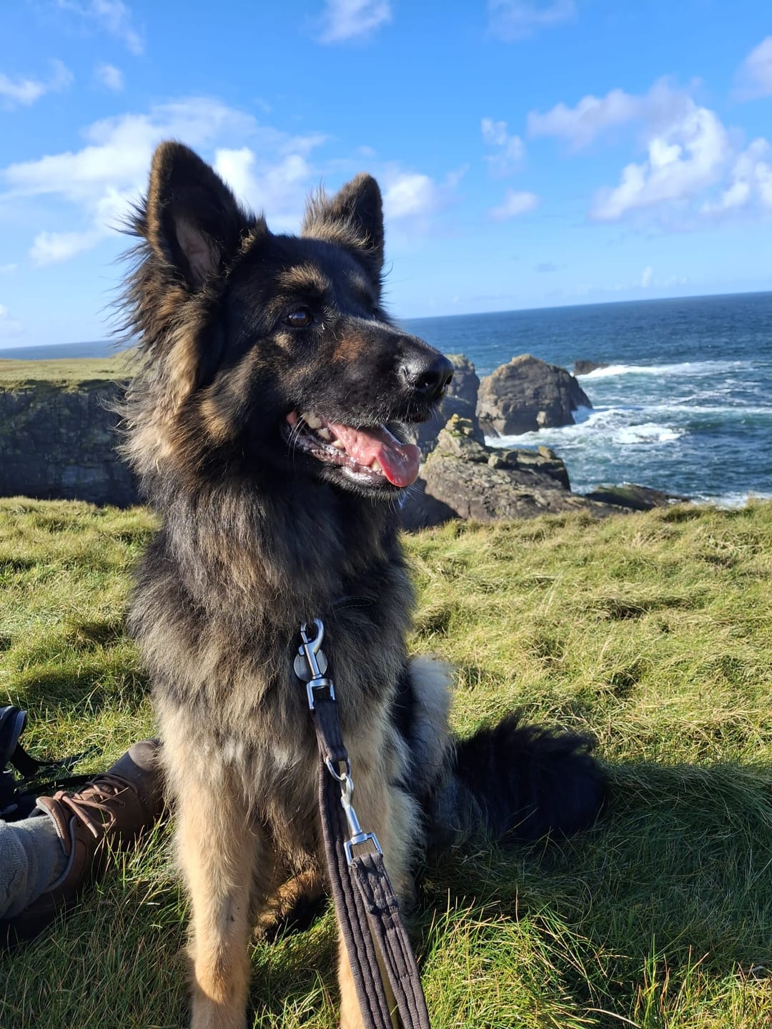 Customer photo review of Total Urinary Care Supplement For Dogs