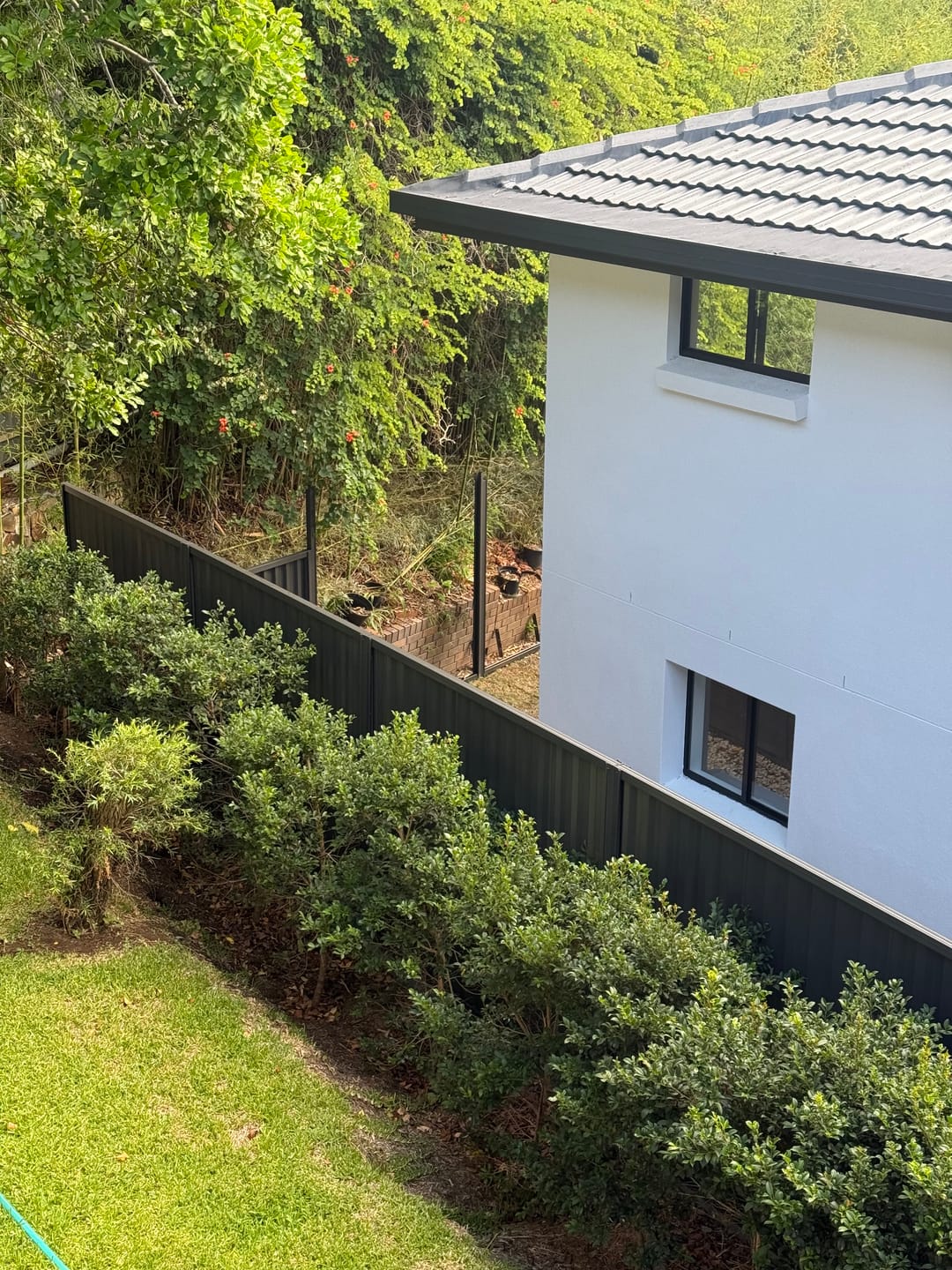 Customer photo review of Lilly Pilly Resilience - Syzygium australe 'Resilience'