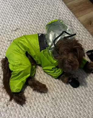 Customer photo review of Dog Raincoat That Keeps Your Pup Dry