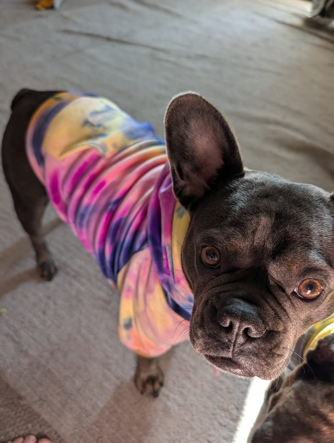 Customer photo review of Velvet Dog Hoodie - Berry Lemonade
