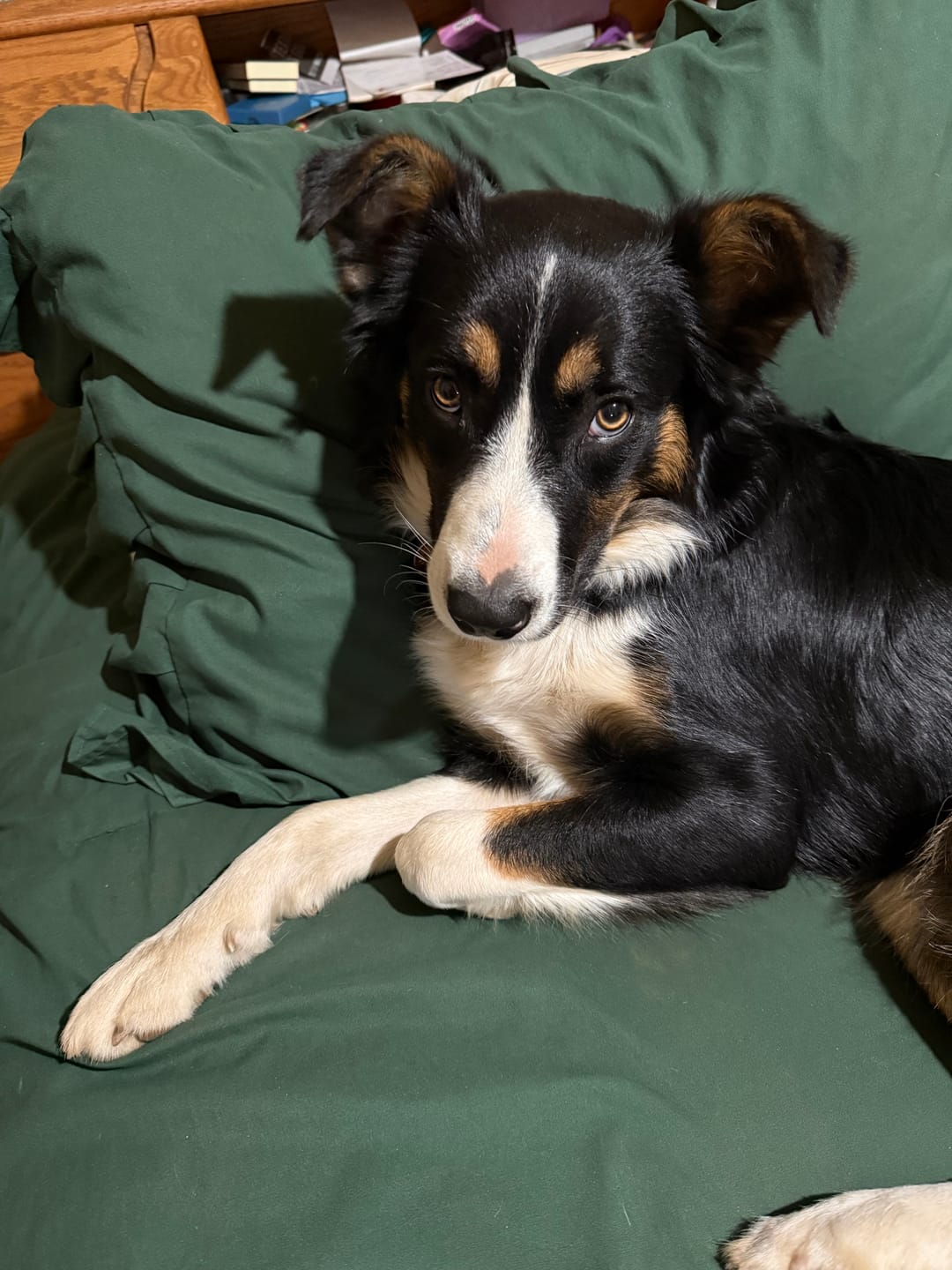 Customer photo review of Boo-p Border Collie Shirt