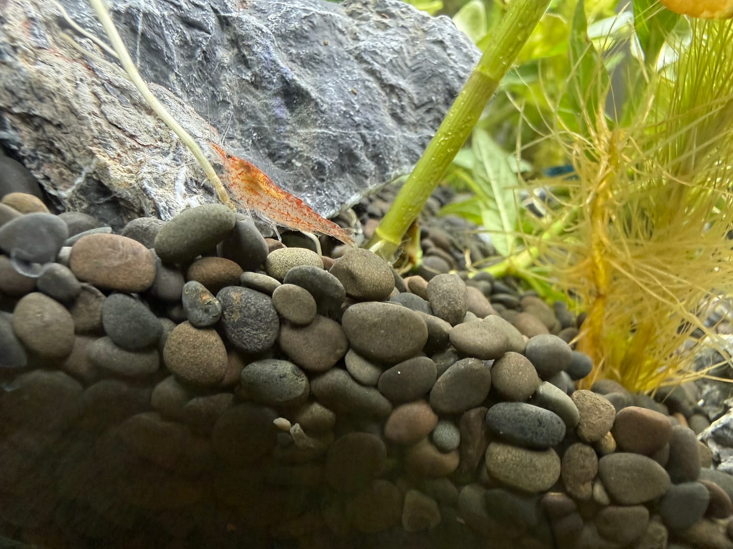 Customer photo review of WIO - Black Ryuoh Stone