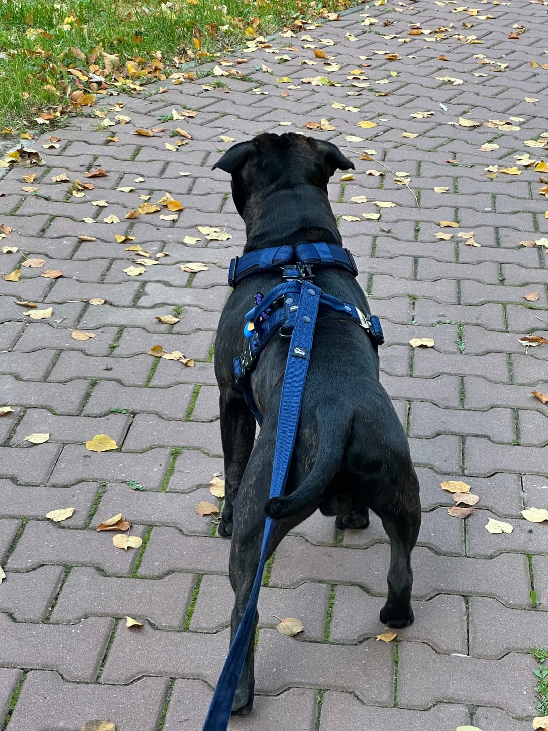 Customer photo review of Walk Leash Black Edition Navy Blue