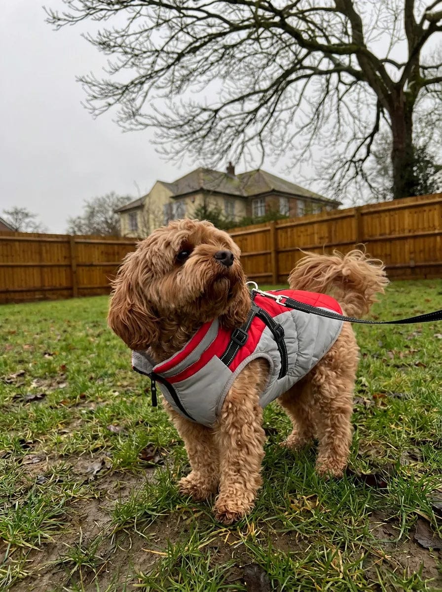 Customer photo review of Manteau imperméable pour chien Dog Trotter