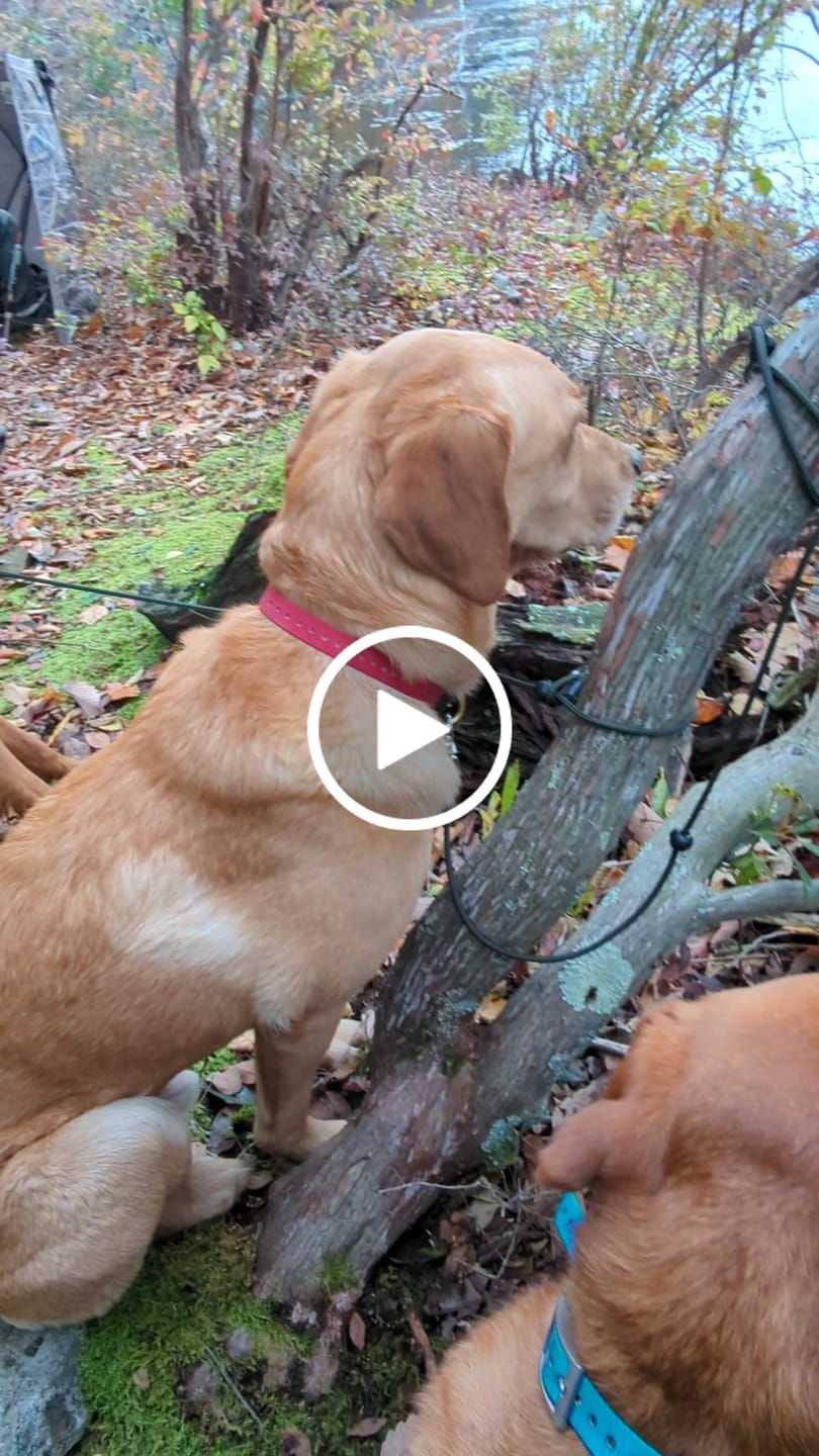 Customer video review of Modular Panel Hunting Blind | A-Frame Pop Up Duck & Goose Blinds | Portable 3-4 Person Waterfowl Ground Blind Camo