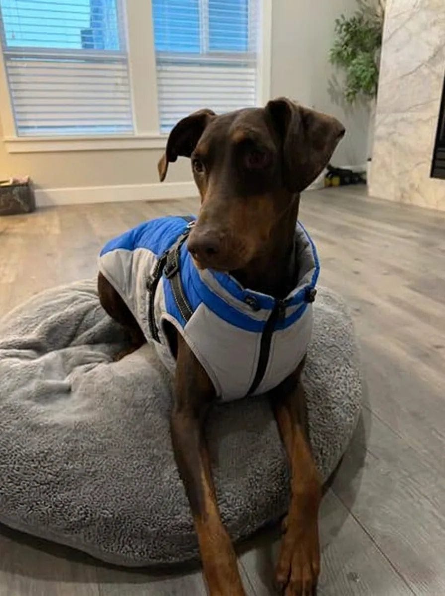 Customer photo review of Manteau imperméable pour chien Dog Trotter