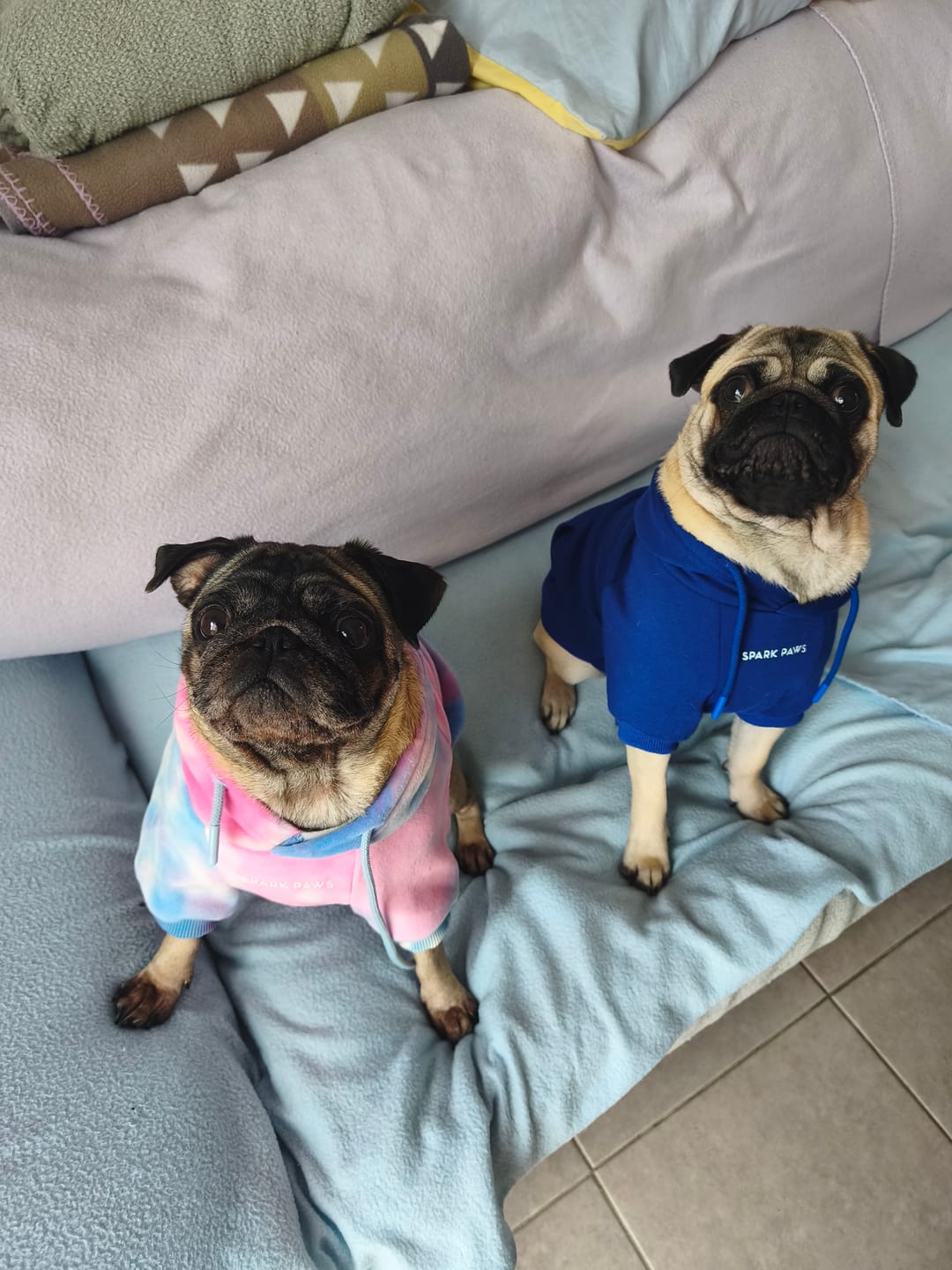 Customer photo review of Essential Dog Hoodie - Midnight Blue