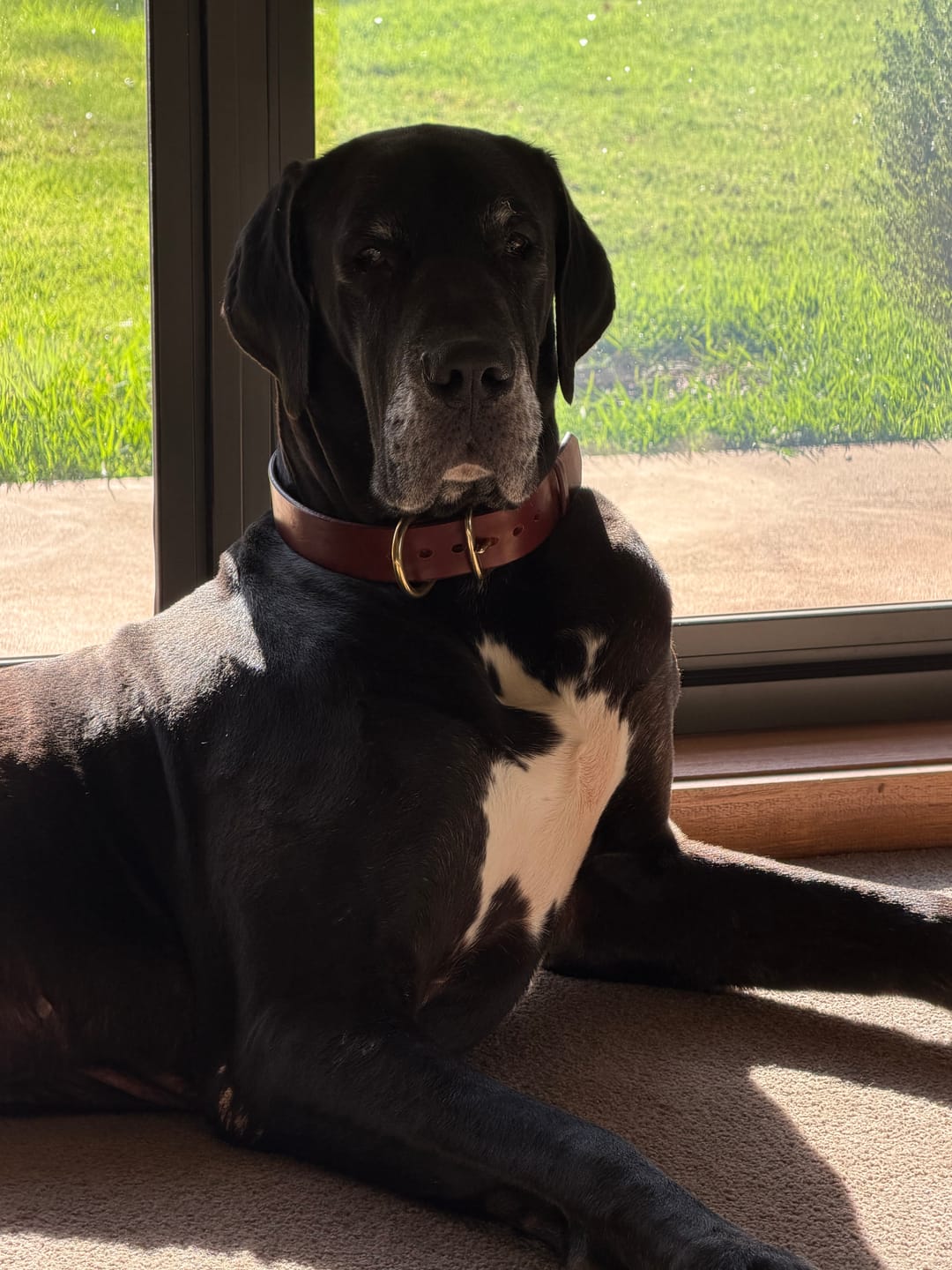 Customer photo review of Dog Collar