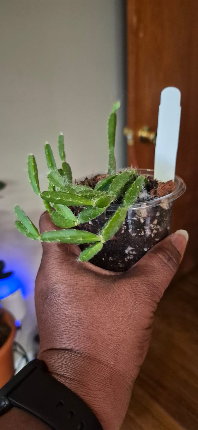 Customer photo review of Cactus Rhipsalis cereoides aff.