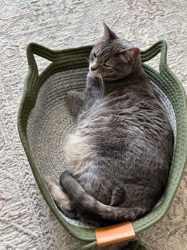 Customer's gray cat resting inside the green rope Instinct Basket on a textured rug.