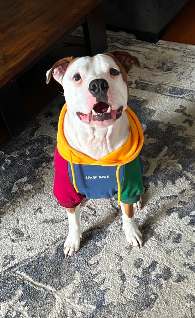 Customer photo review of Primary Color Block Dog Hoodie
