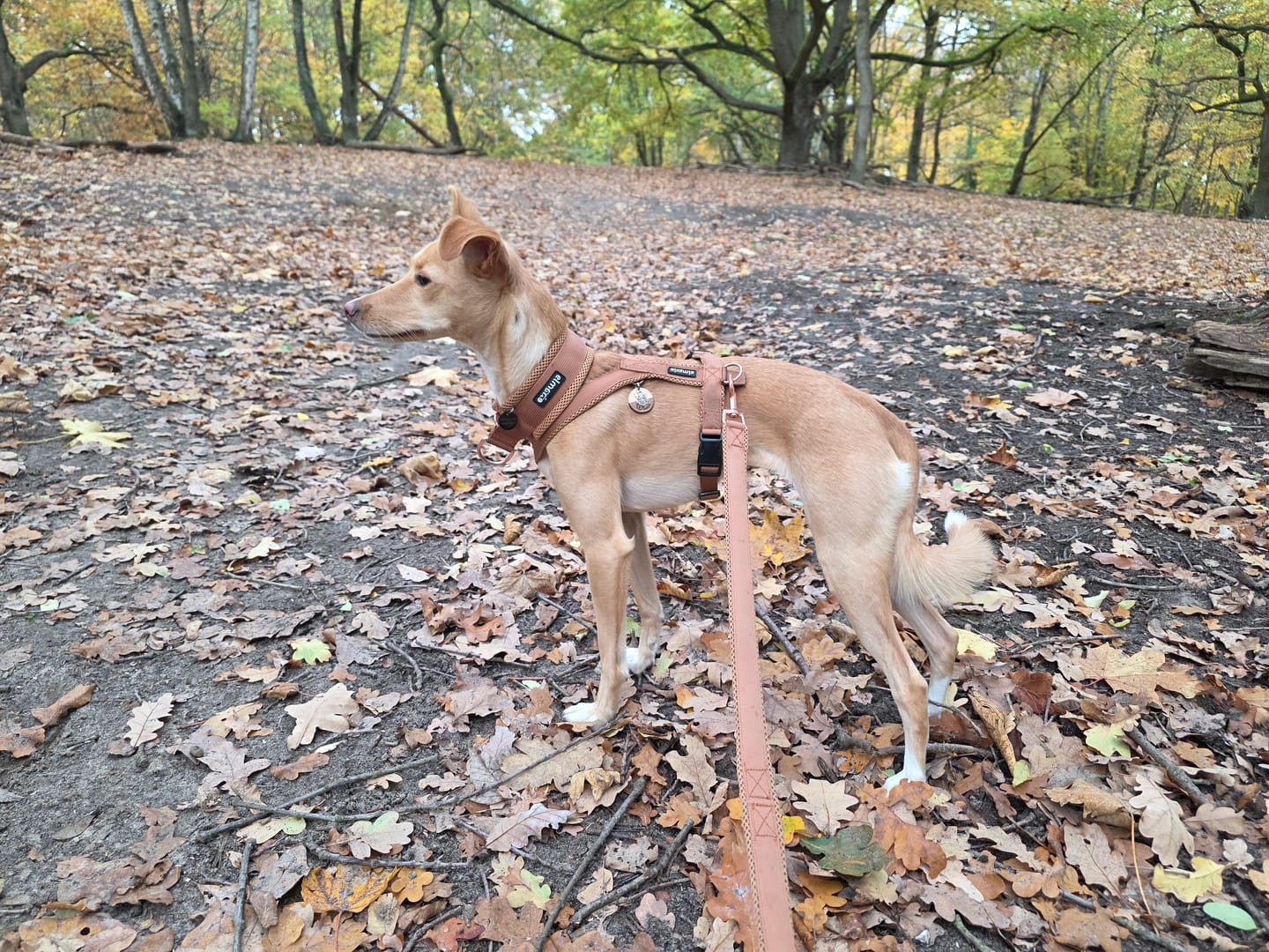 Customer photo review of Windhundgeschirr FUN Welpe/Windspiel "Caramel"