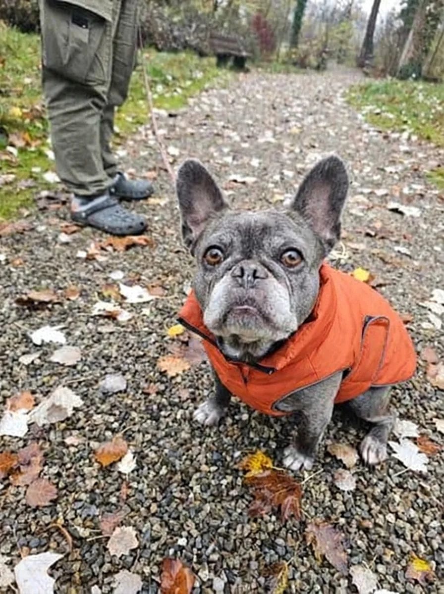 Customer photo review of Doudoune matelassée pour chien Dog Trotter