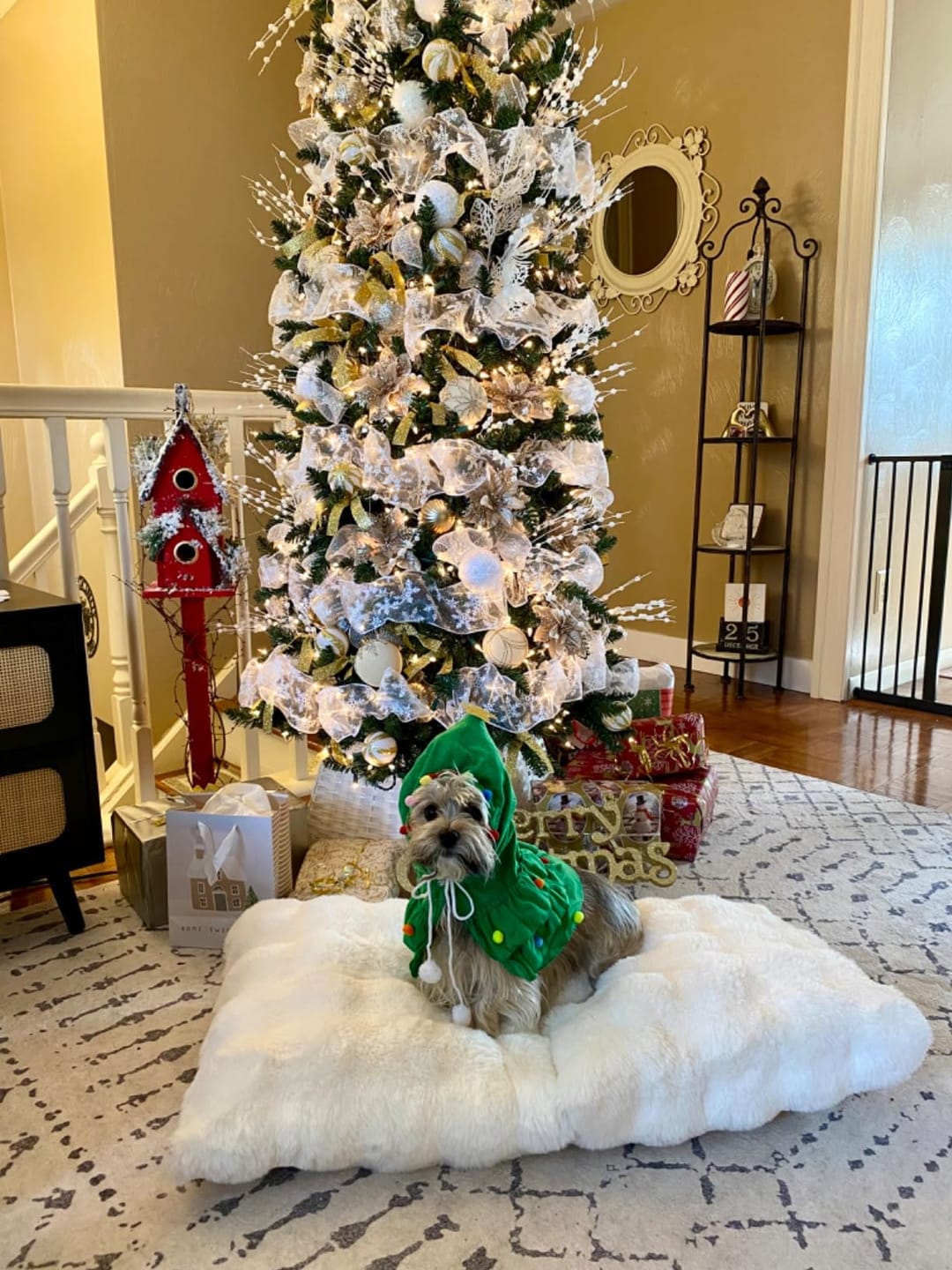 Customer photo review of Elf dog cape