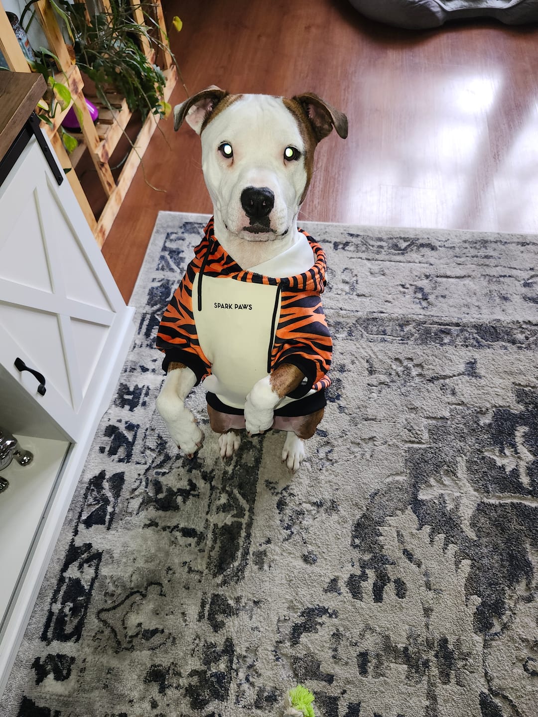 Customer photo review of Halloween Dog Hoodie - Tiger