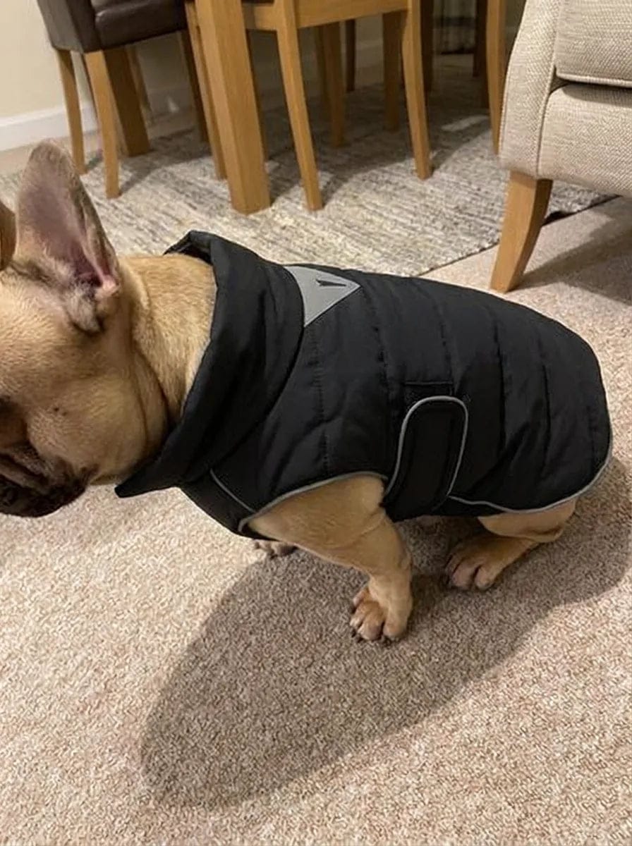 Customer photo review of Doudoune matelassée pour chien Dog Trotter