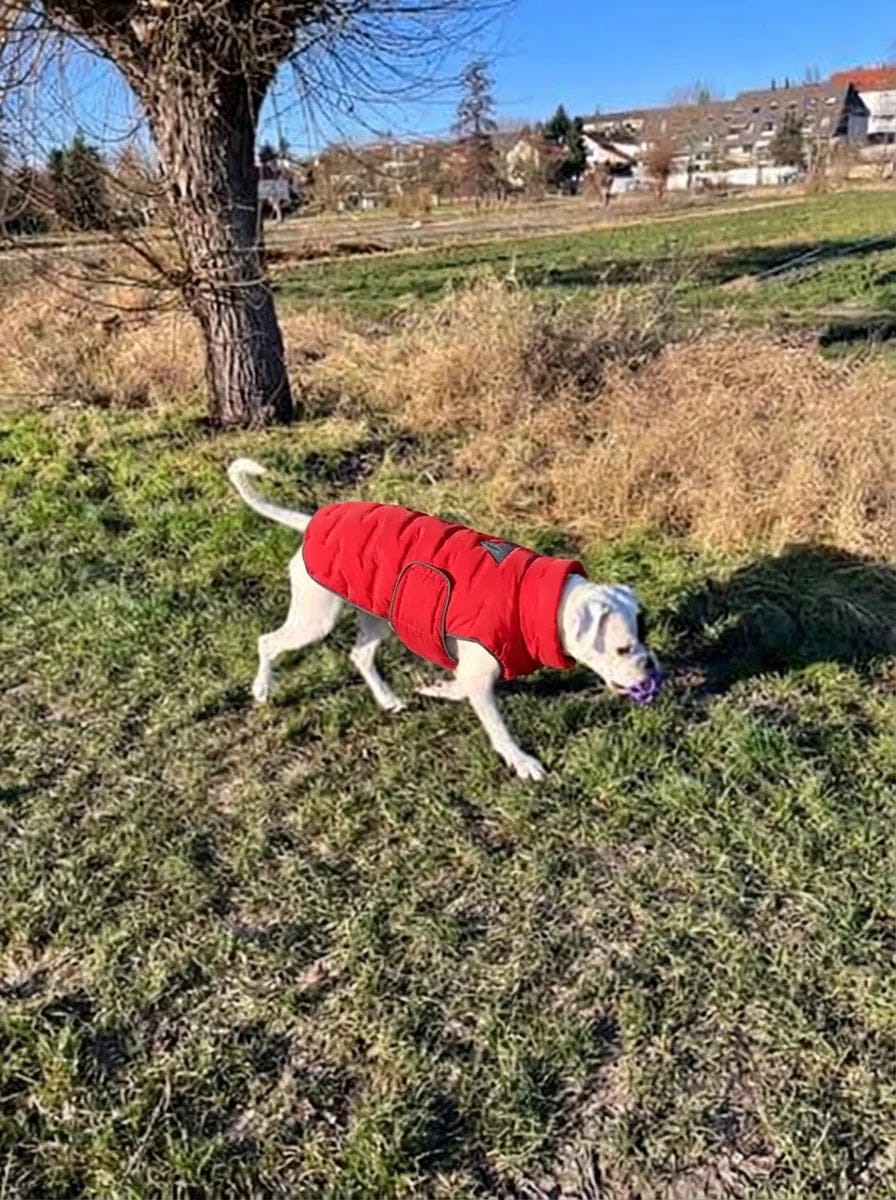 Customer photo review of Doudoune matelassée pour chien Dog Trotter