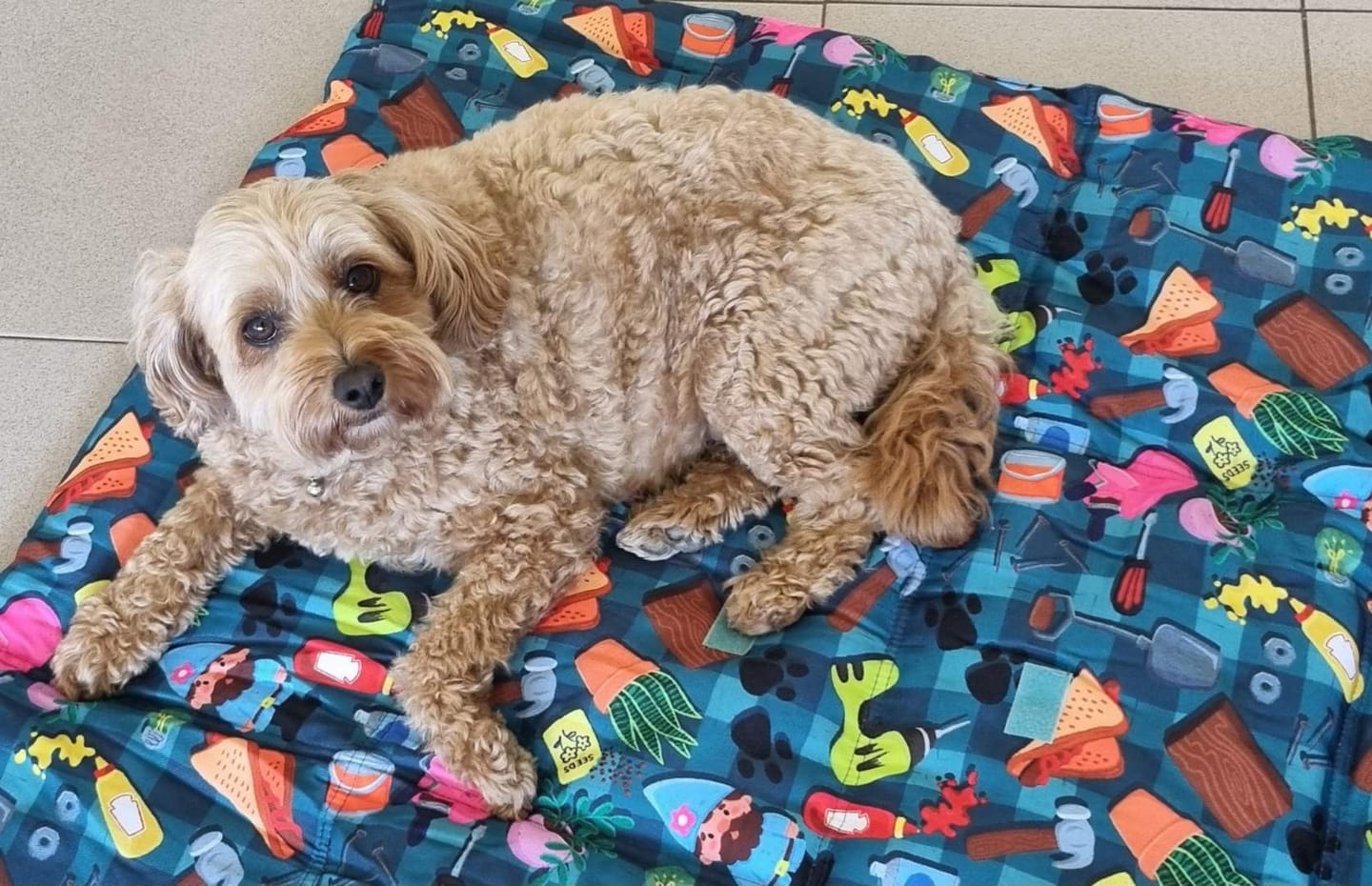 Customer photo review of BUNNINGS TRIP MAT