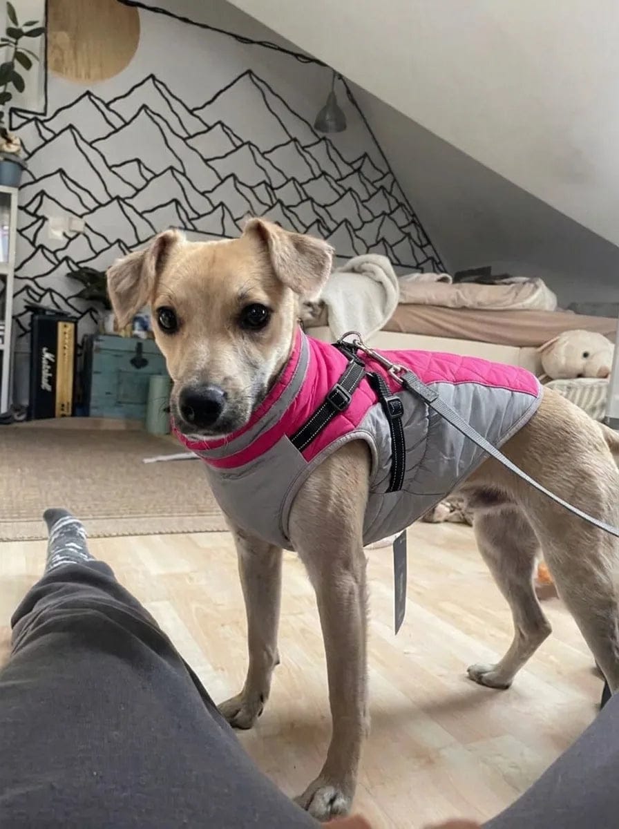 Customer photo review of Manteau imperméable pour chien Dog Trotter
