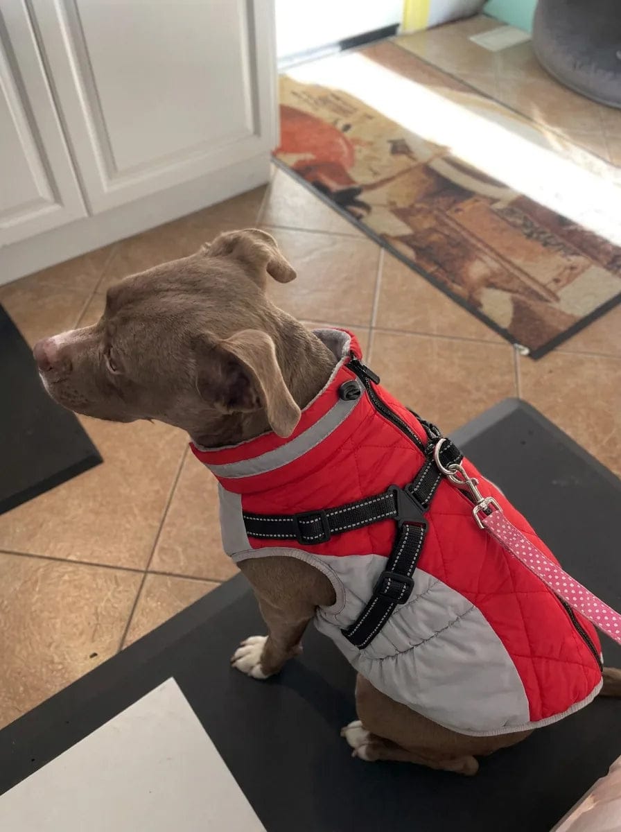Customer photo review of Manteau imperméable pour chien Dog Trotter