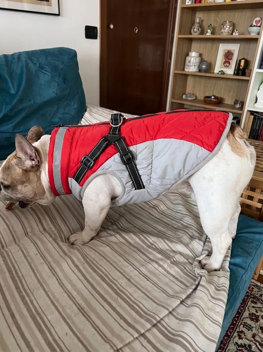Customer photo review of Manteau imperméable pour chien Dog Trotter