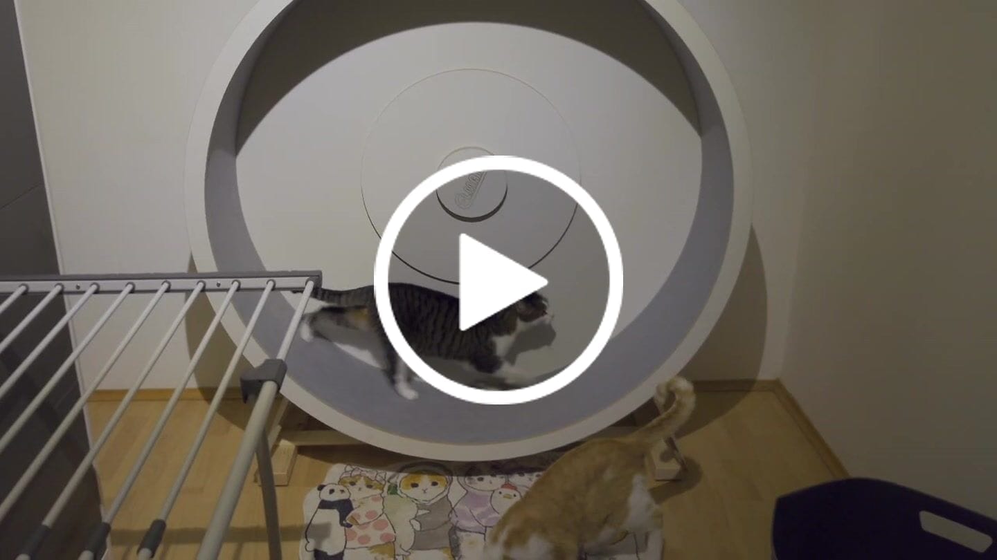 Customer video review of Sofort verfügbare Katzenlaufräder von ELMATO
