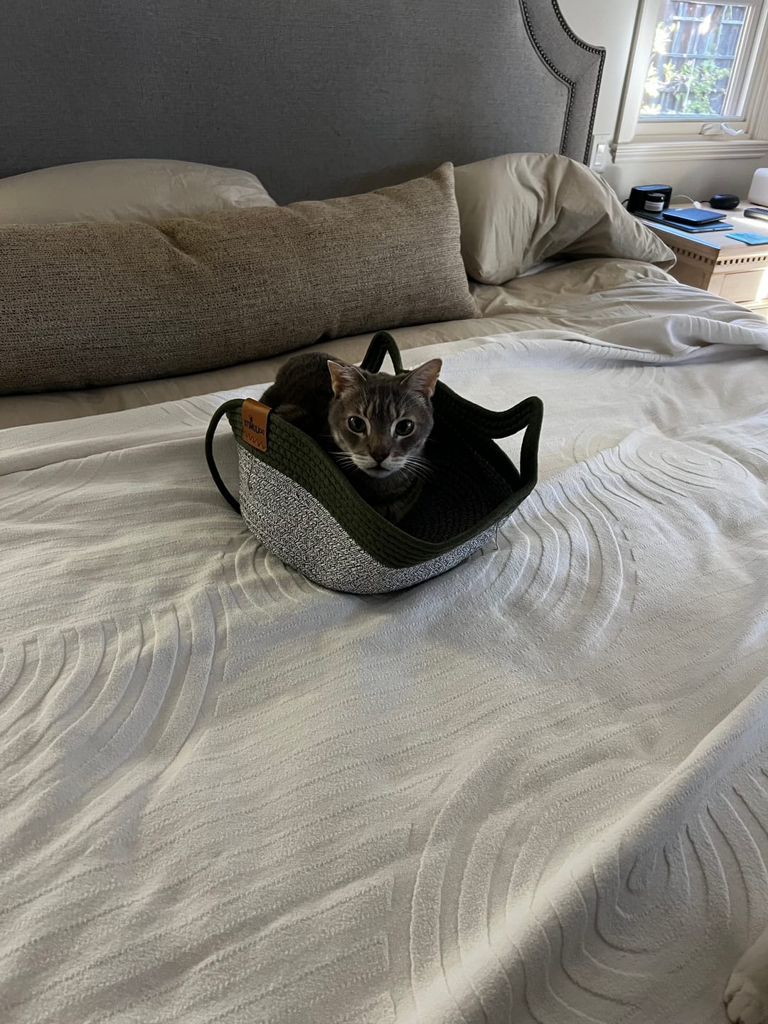 Customer photo review of Instinct Basket | Meet the first research-backed natural territory for indoor cats