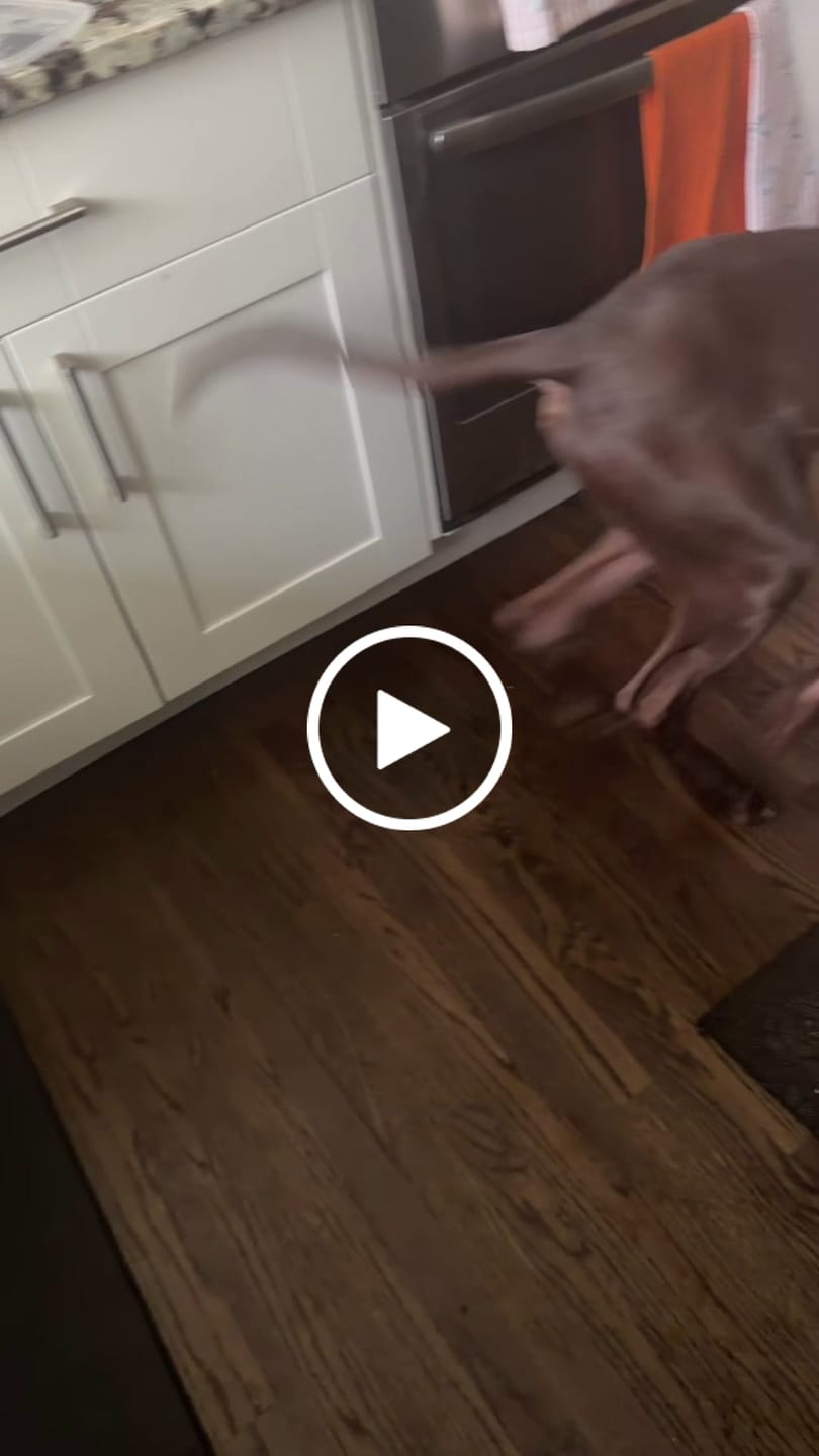 Customer video review of Ostrich Long Tendon (16" x 2.5" x 1"): The Satisfying, All-Natural Chew for Dental Health & Joint Support