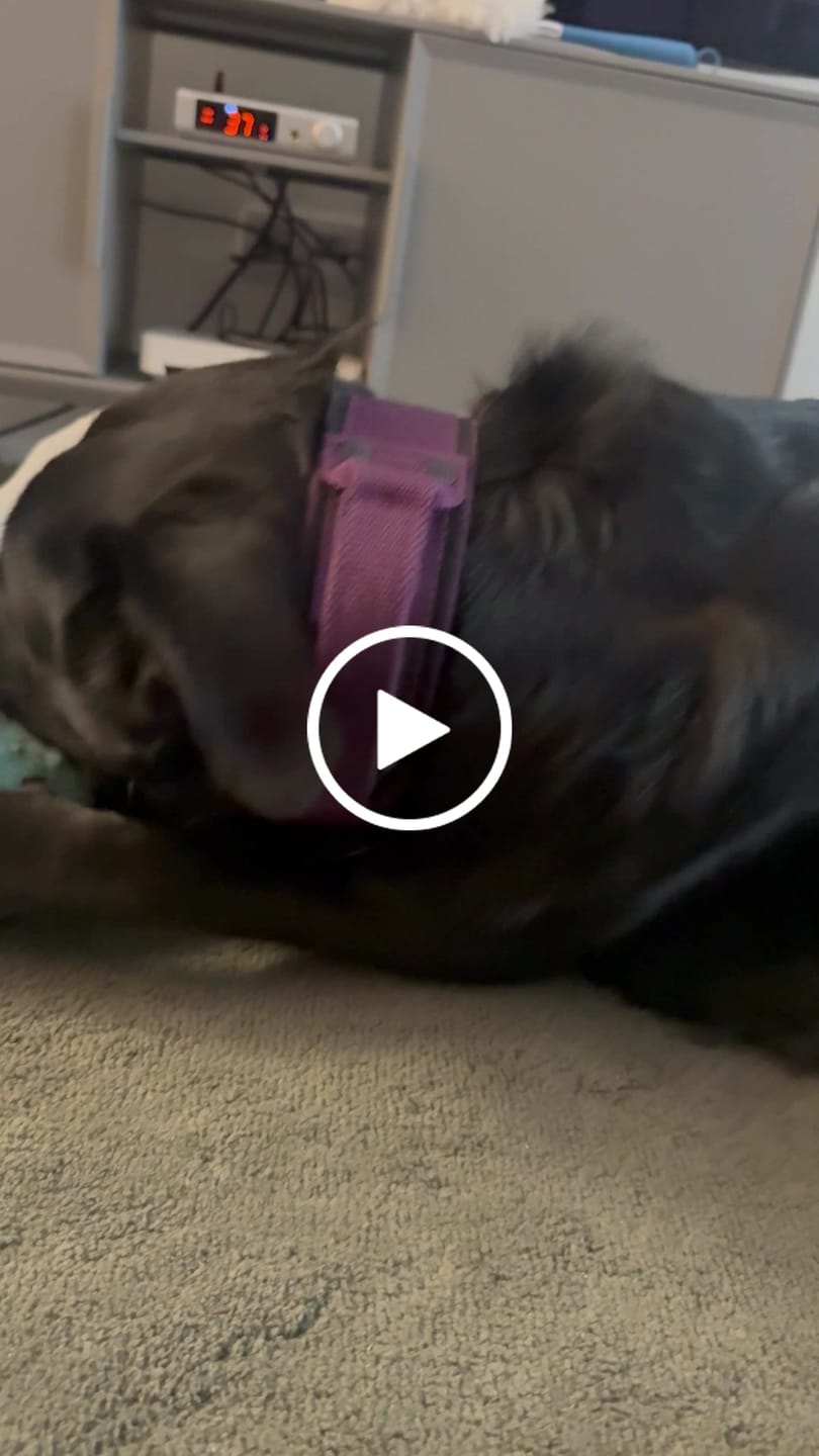 Customer video review of Extreme Buckle Black Edition Plum